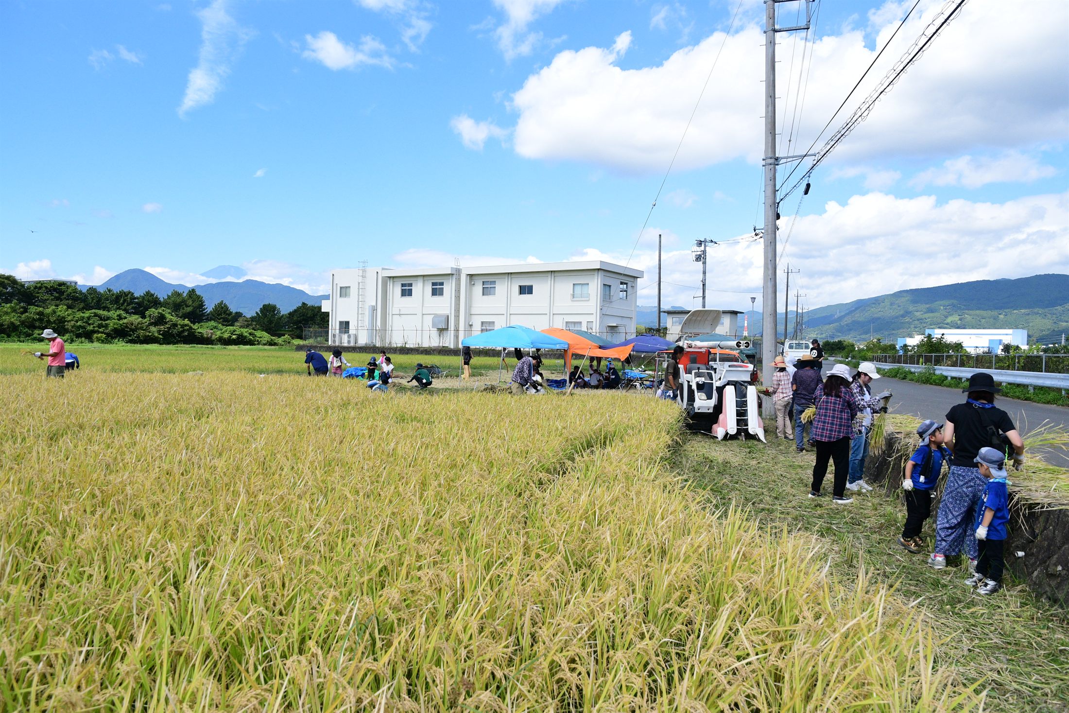 黄金色に実った広い田んぼでの稲刈り。奥に大井町の山並みと青空、テントとコンバイン