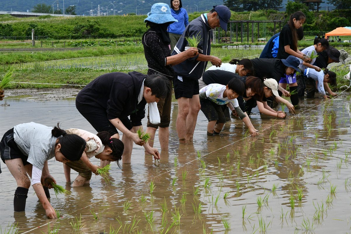 田んぼに入って苗を手で植える子どもと大人