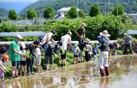 ひょうたん池広場近くの田んぼで田植えをする参加者たち